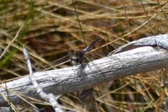 Leucorrhinia proxima