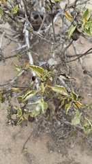 Ambrosia chenopodiifolia