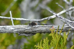 Leucorrhinia proxima