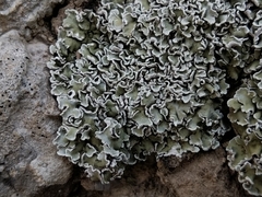 Squamarina concrescens