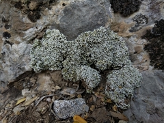 Squamarina concrescens