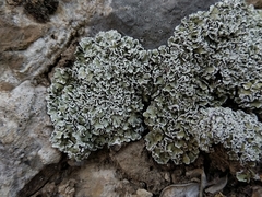 Squamarina concrescens