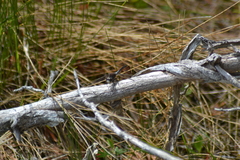 Leucorrhinia proxima