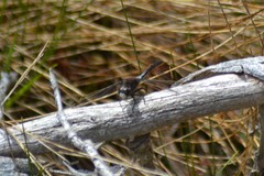 Leucorrhinia proxima