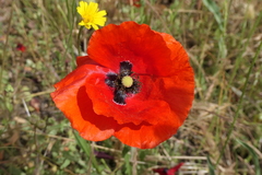Papaver rhoeas
