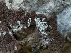 Squamarina gypsacea