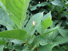 Lonicera maximowiczii