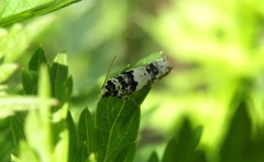 Epinotia thapsiana