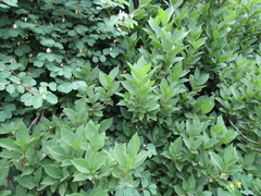 Lonicera maximowiczii