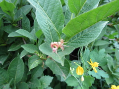 Lonicera maximowiczii