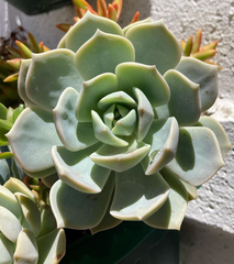 Graptoveria