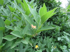 Lonicera maximowiczii