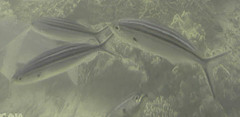 Caesio striata