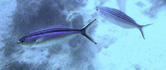 Caesio striata