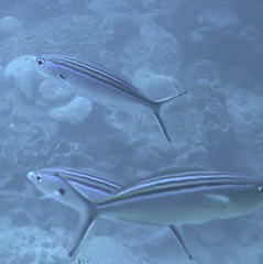 Caesio striata