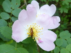 Stenurella septempunctata