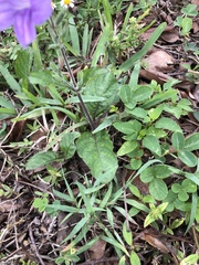 Ruellia ciliatiflora