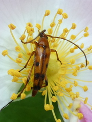 Stenurella septempunctata