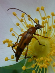 Stenurella septempunctata