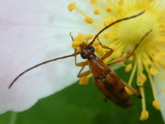 Stenurella septempunctata