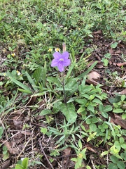 Ruellia ciliatiflora