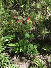 Aquilegia canadensis