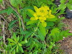 Euphorbia austriaca