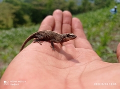 Anolis laeviventris