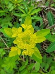 Euphorbia austriaca