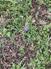 Ruellia ciliatiflora