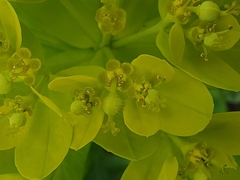 Euphorbia austriaca