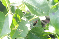 Macrophya diversipes