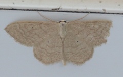 Idaea determinata