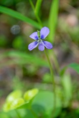 Viola labradorica