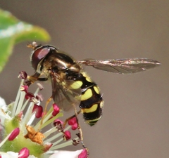 Dasysyrphus venustus