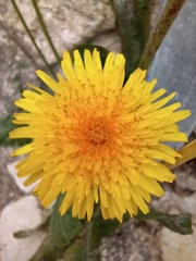 Taraxacum officinale