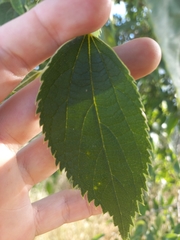 Celtis australis