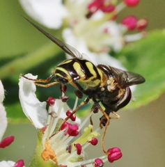 Dasysyrphus venustus