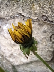 Taraxacum officinale