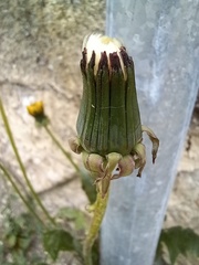 Taraxacum officinale