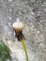 Taraxacum officinale