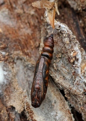 Anania hortulata