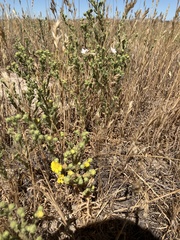 Deinandra bacigalupii