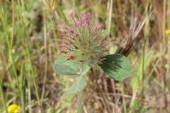 Trifolium hirtum