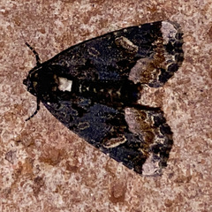 Homophoberia apicosa