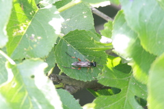 Macrophya diversipes