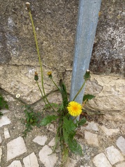 Taraxacum officinale
