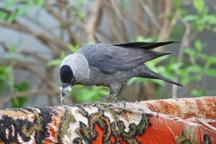 Corvus monedula