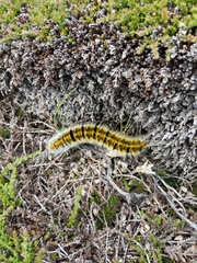 Lasiocampa trifolii