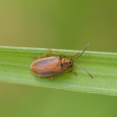 Galerucella calmariensis